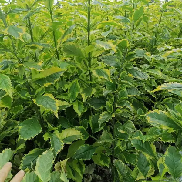重庆连翘杯苗批发 金叶连翘工程苗子 假连翘出售价格