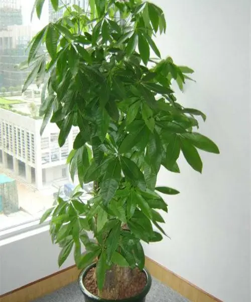 办公楼绿植租摆_室内观叶绿植租赁_天津绿植租摆公司_办公楼绿植租赁设计服务