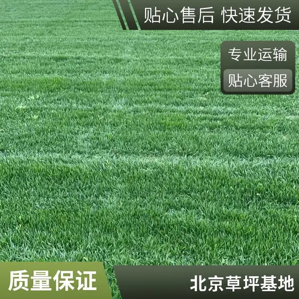 北京家庭庭院绿化草坪基地批发高羊茅草坪 草坪铺装
