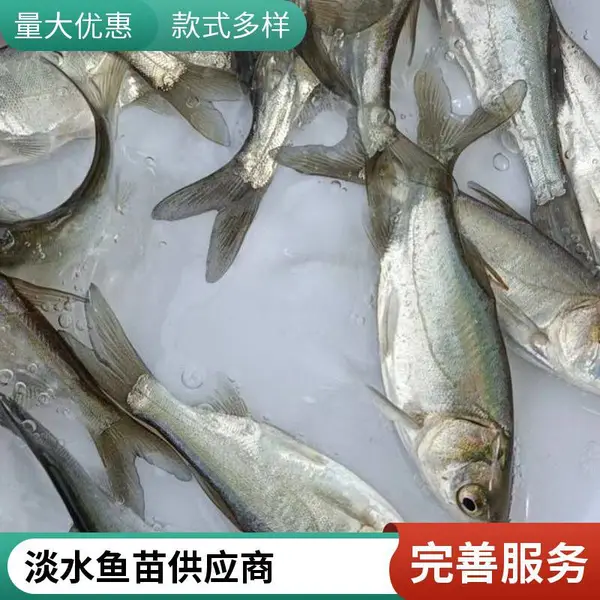 大同朔州黑鱼苗 泥鳅鱼鱼苗基地 养殖场直供 科学培育 助你养殖成功