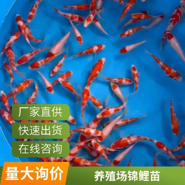 山西大同朔州观赏鱼苗锦鲤鱼苗养殖场 活鱼打包 航空汽运均可