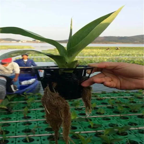 四川方形人工生态浮岛 绵阳市水生植物生态浮床 现货销售