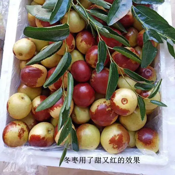 供应冬枣果美红 水果瓜果着色 大荔冬枣快速增糖着色 砂糖橘着色上 水果着色增甜素