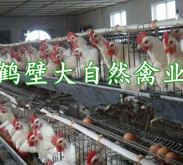 90日龄优质罗曼粉青年鸡,蛋鸡中战斗鸡,产蛋高,蛋壳颜色漂亮