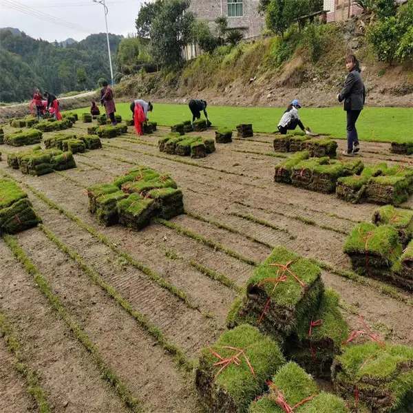 公路绿化草皮 永州中华结缕草草皮草坪密度大